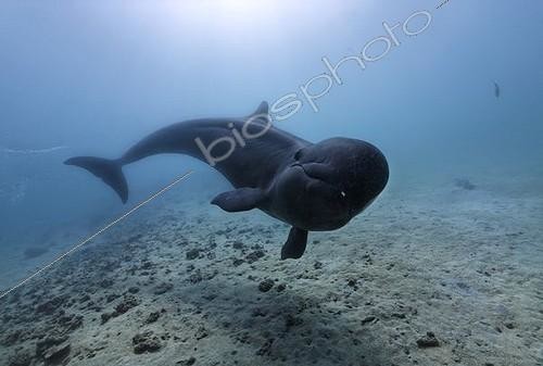 Biosphoto | 1495257 | False Killer Whale (Pseudorca crassidens), swimming above sandy sea bed, Subic Bay, Luzon, Philippines, South China Sea, Pacific | &copy; Norbert Probst / imageBROKER / Biosphoto