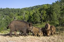 Biosphoto | 2035484 | Famille de Sangliers d'Eurasie  - Sierra de Cazorla Espagne | &copy; Óscar Díez Martínez / Biosphoto