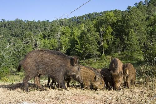 Biosphoto | 2035484 | Family of Wild Boars - Sierra de Cazorla Spain  | &copy; Óscar Díez Martínez / Biosphoto