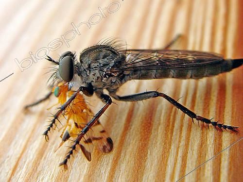 Biosphoto | 2577195 | Fan-bristled robberfly (Dysmachus trigonus) having captured a Fruit fly (Myopites stylatus), France | &copy; Jean Lecomte / Biosphoto