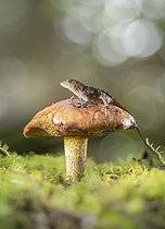 Biosphoto | 2446264 | Fan lizard (Anolis tropidonotus) on a mature fungus. Lagunas de Montebello National Park, Chiapas, Mexico. | &copy; Jorge Figueroa / Biosphoto