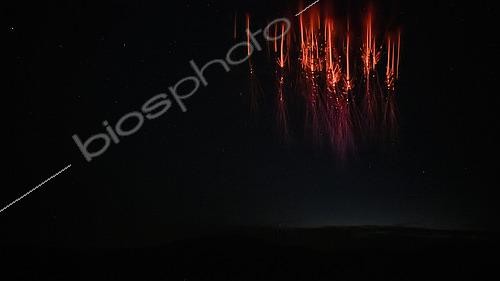 Biosphoto | 2590955 | Farfadets au dessus d'un orage près de Lyon, photographiés depuis Utelle, dans les Alpes-Maritimes, France | &copy; Christophe Suarez / Biosphoto
