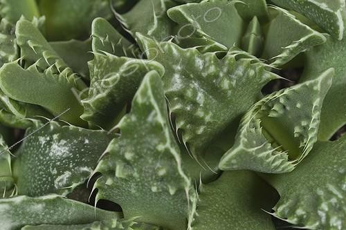 Biosphoto | 1081079 | Faucaria  tigrina ; Faucaria tigrina | &copy; Elburg Botanic Media / Visions Pictures / Biosphoto
