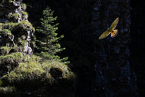 Biosphoto | 2609419 | Faucon crécerelle (Falco tinnunculus) en vol, Samoëns, Alpes, Haute-Savoie, France | &copy; Michel Rauch / Biosphoto