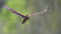 Biosphoto | 2492858 | Faucon crécerelle (Falco tinnunculus) en vol avec un orvet tête coupée dans les serres, Parc naturel régional des Vosges du Nord, France | &copy; Michel Rauch / Biosphoto