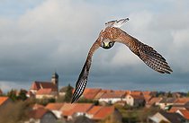 Biosphoto | 2453759 | Faucon crécerelle ( Falco tinnunculus) femelle en vol au dessus d'un village, Parc naturel régional des Vosges du Nord, France | &copy; Michel Rauch / Biosphoto