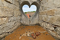 Biosphoto | 2609634 | Faucon crécerelle (Falco tinnunculus), oeufs au nid, dans une loge avec une ouverture en forme de coeur dans une grange, France | &copy; Dominique Delfino / Biosphoto