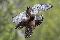 Biosphoto | 2469572 | Faucon crécerelle (Falco tinnunculus) prise de becs entre deux femelles, Parc naturel régional des Vosges du Nord, France | &copy; Michel Rauch / Biosphoto