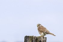 Biosphoto | 2583809 | Faucon crécerelle (Falco tinnunculus) sur un poteau, Marais breton vendéen, Pays de la Loire, France | &copy; Emile Barbelette / Biosphoto