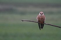 Biosphoto | 1235770 | Faucon kobez femelle dans le PN de l'Hortobagy Hongrie | &copy; Jean-François Noblet / Biosphoto