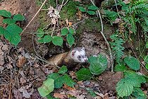 Biosphoto | 2584403 | Fauconnerie, Chasse du lapin de garenne avec des oiseaux de proie et avec l'aide de furets, le furet en action, Golf de la Freslonnière, Le Rheu, Ille-et-Vilaine, Bretagne, France | &copy; Sylvain Cordier / Biosphoto