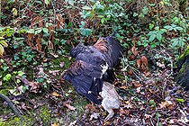 Biosphoto | 2584408 | Fauconnerie, Chasse du lapin de garenne avec des oiseaux de proie et avec l'aide de furets, Buse de Harris (Parabuteo unicinctus) ayant capturé un lapin, Golf de la Freslonnière, Le Rheu, Ille-et-Vilaine, Bretagne, France | &copy; Sylvain Cordier / Biosphoto