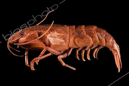 Biosphoto | 2620040 | Faune marine, Collection de l'IFREMER, Brest, Bretagne, France | &copy; Gilles Martin / IFREMER / Biosphoto