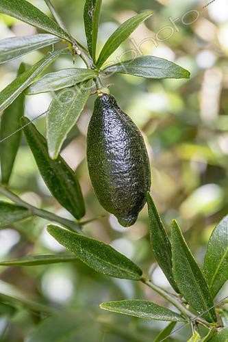 Biosphoto | 2562950 | Faustrime lime on tree | &copy; Marie Aymerez / Biosphoto