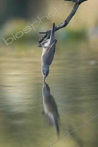 Biosphoto | 2148353 | Fauvette grisette (Sylvia communis) buvant depuis une branche, Huesca, Espagne | &copy; Jorge Ruiz del Olmo / Biosphoto