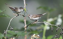 Biosphoto | 2166681 | Fauvette grisette (Sylvia communis) couple dans une haie, Parc naturel régional des Vosges du Nord, France | &copy; Michel Rauch / Biosphoto