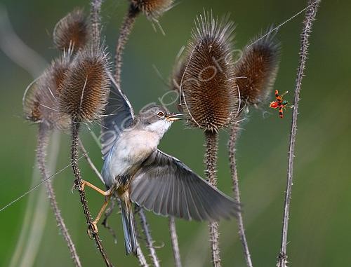 Biosphoto | 2427312 | Fauvette grisette (Sylvia communis) et Clairon des ruches (Trichodes alvearius), Parc naturel régional des Vosges du Nord, France | &copy; Michel Rauch / Biosphoto