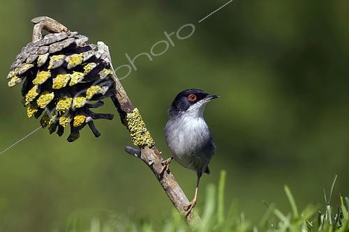Biosphoto | 2601516 | Fauvette mélanocéphale (Curruca melanocephala), mâle sur une pomme de pin, France | &copy; Emile Barbelette / Biosphoto