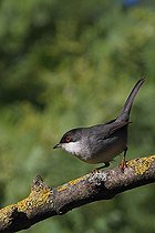 Biosphoto | 1249182 | Fauvette mélanocéphale sur une branche de Frêne France | &copy; Pascal Pittorino / Biosphoto