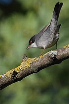 Biosphoto | 1249191 | Fauvette mélanocéphale sur une branche de Frêne France | &copy; Pascal Pittorino / Biosphoto