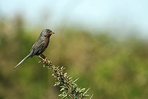 Biosphoto | 2601509 | Fauvette pitchou (Curruca undata) sur un ajonc, Grand site de France Massif dunaire de Gâvres-Quiberon, Morbihan, Bretagne, France | &copy; Emile Barbelette / Biosphoto