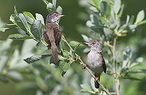Biosphoto | 2166682 | Fauvettes grisettes (Sylvia communis) couple dans un aulne Parc naturel régional des Vosges du Nord, France | &copy; Michel Rauch / Biosphoto
