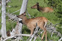 Biosphoto | 1248992 | Fawn of Wapiti in Yellowstone NP USA | &copy; Jean-François Noblet / Biosphoto