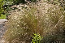 Biosphoto | 1249708 | Feather grass in a garden | &copy; Frédéric Didillon / Biosphoto
