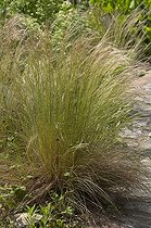 Biosphoto | 1249709 | Feather grass in a garden | &copy; Frédéric Didillon / Biosphoto
