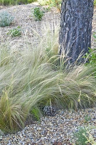Biosphoto | 2034164 | Feather grass in a mediterranean garden | &copy; Marc Chatelain / Biosphoto