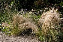 Biosphoto | 1249943 | Feather grasses in an organic garden | &copy; NouN / Biosphoto