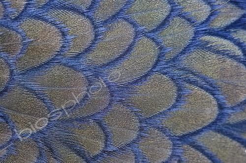Biosphoto | 2414617 | Feathers of a Cape Cormorant (Phalacrocorax capensis), close-up, detail view, Table Mountain National Park, Cape of Good Hope Nature Reserve, Cape of Good Hope, South Africa, Africa | &copy; Gunther Willinger / imageBROKER / Biosphoto