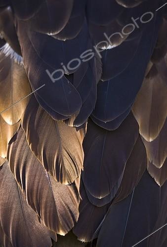 Biosphoto | 1364473 | Feathers of a Spanish Imperial Eagle in close-up | &copy; Juan-Carlos Muñoz / Biosphoto