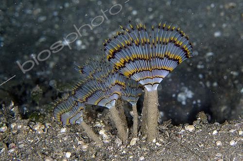 Biosphoto | 2485346 | Feathery Duster Worms (Sabellastarte sp), Ghost Bay dive site, Amed, Karangasem Regency, Bali, Indonesia, Indian Ocean | &copy; Colin Marshall / Biosphoto