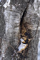 Biosphoto | 2601925 | Fèces de Polatouche du Japon (Pteromys momonga), Hokkaido, Japon | &copy; Frédéric Desmette / Biosphoto