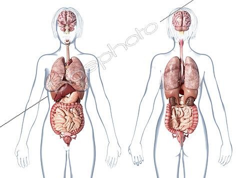 Biosphoto | 2475927 | Female anatomy internal organs, rear and front views, on white background. | &copy; Leonello Calvetti / Stocktrek Images / Biosphoto