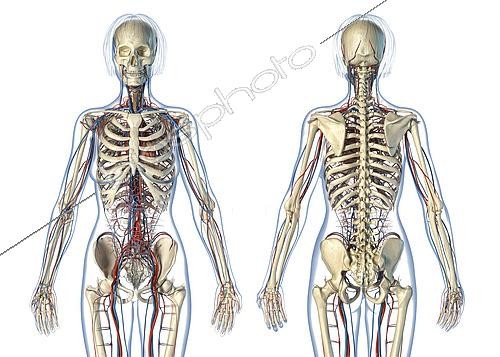 Biosphoto | 2475931 | Female anatomy of cardiovascular system with skeleton, rear and front views. On white background. | &copy; Leonello Calvetti / Stocktrek Images / Biosphoto