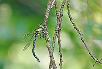 Biosphoto | 2594858 | Female Azure hawker (Aeshna cyanea), on the edge of a pond, in the National Nature Reserve of the Robertsau and La Wantzenau Forest in Strasbourg in August. Alsace, France | &copy; Yves Noto Campanella / Biosphoto
