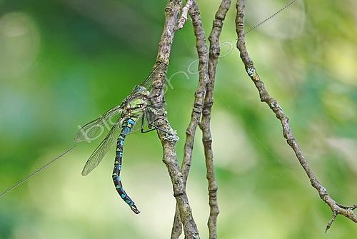 Biosphoto | 2594858 | Female Azure hawker (Aeshna cyanea), on the edge of a pond, in the National Nature Reserve of the Robertsau and La Wantzenau Forest in Strasbourg in August. Alsace, France | &copy; Yves Noto Campanella / Biosphoto