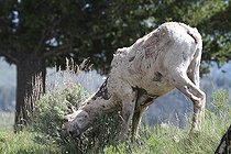Biosphoto | 1247190 | Female Bighorn Sheep in Yellowstone NP USA | &copy; Jean-François Noblet / Biosphoto