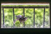 Biosphoto | 2527180 | Female Blackbird (Turdus merula) struggling with her image reflected in the basement window of a house, Country garden, Lorraine, France | &copy; André Simon / Biosphoto