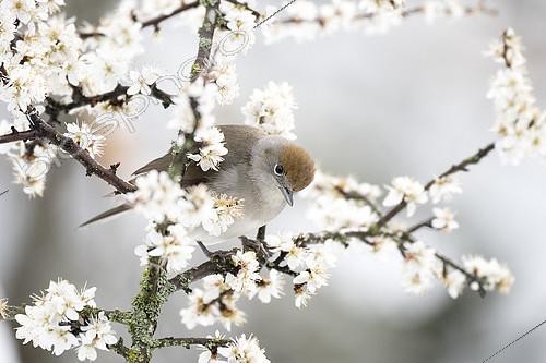 Biosphoto | 2148340 | Female Blackcap (Sylvia atricapilla) feeds on flowers of a Hawthorn, Huesca, Spain | &copy; Jorge Ruiz del Olmo / Biosphoto
