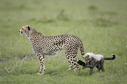 Biosphoto | 1650313 | Female cheetah and oung playing with her tail Masai Mara | &copy; Tony Crocetta / Biosphoto