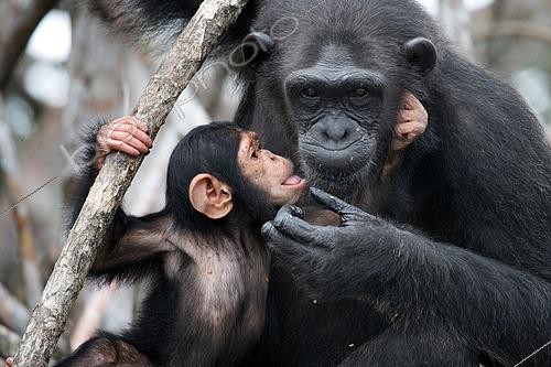 Biosphoto | 2519251 | Female chimpanzee (Pan troglodytes) with a baby on mangrove trees. Republic of the Congo. Conkouati-Douli Reserve. | &copy; Andrey Gudkov / Biosphoto