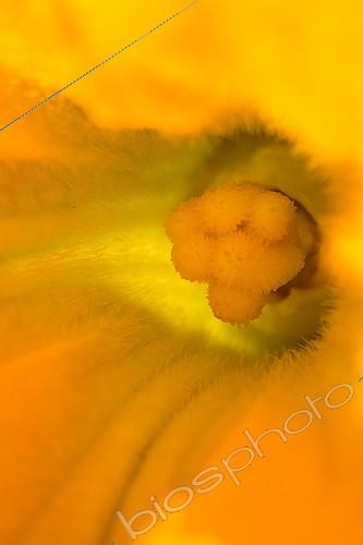 Biosphoto | 2084032 | Female flower of courgette, Provence, France | &copy; Philippe Giraud / Biosgarden / Biosphoto