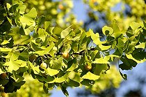 Biosphoto | 1233400 | Female ginkgo with fruit | &copy; Claude Thouvenin / Biosphoto