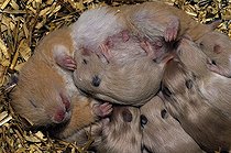 Biosphoto | 183078 | Female golden hamster nourishing its youngs France | &copy; Dominique Halleux / Biosphoto