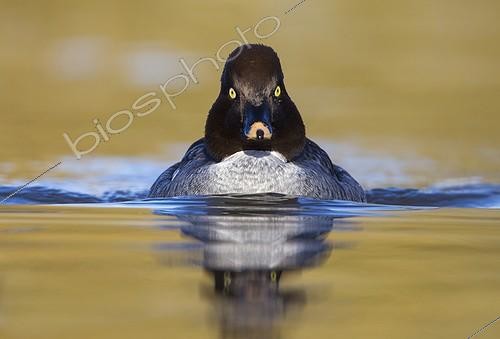 Biosphoto | 1846821 | Female Goldeneye swimming in autumn GB | &copy; Frédéric Desmette / Biosphoto