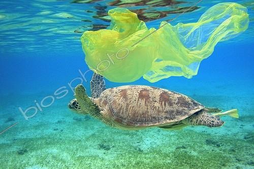 Biosphoto | 957463 | Female green turtle swimming above a herbarium Comoros | &copy; Pierre Huguet-Dubief / Biosphoto