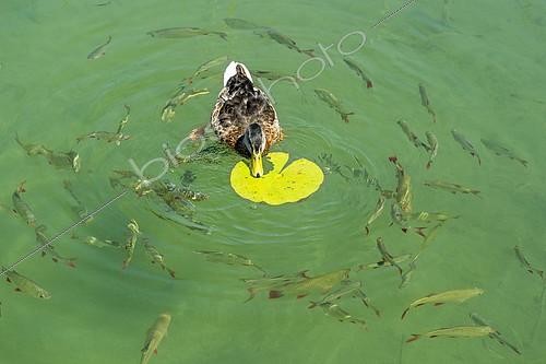 Biosphoto | 2403010 | Female mallard duck (Anas platyrhynchos) feeding on the leaf of a White Water Lily (Nymphaea alba), with Common Roaches (Rutilus rutilus) and Common Rudds (Scardinius erythrophthalmus) beolw, Lake Seeon, Seeon, Upper Bavaria, Bavaria, Germany, Europe | &copy; Raimund Kutter / imageBROKER / Biosphoto